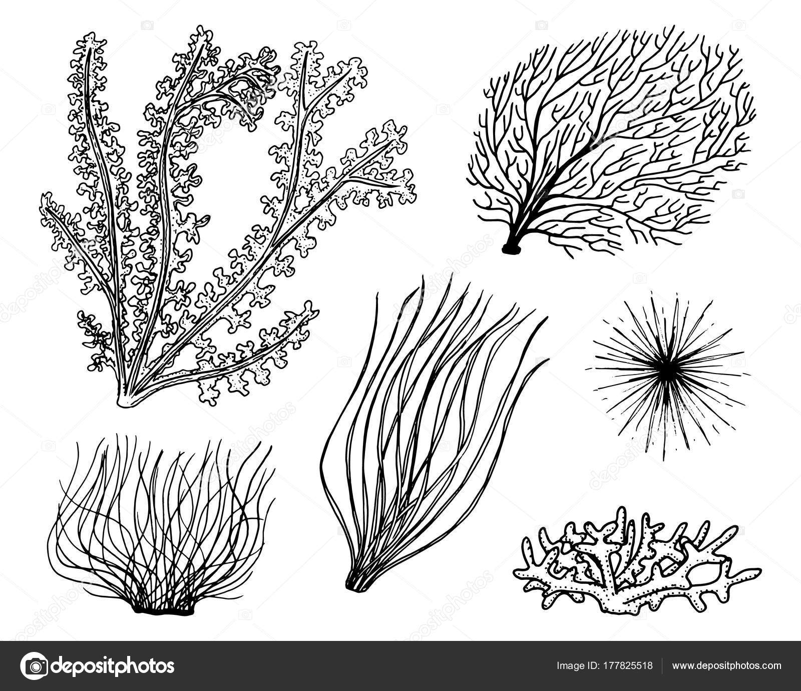 Plants Under The Sea Drawing