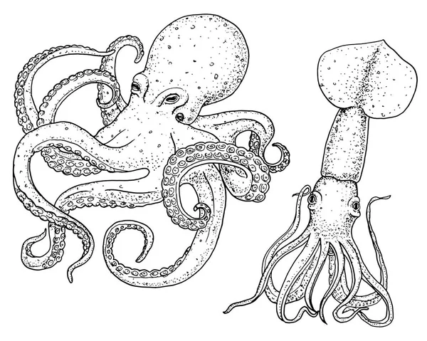 Polpo e calamaro. calamari incisi a mano disegnati in vecchio schizzo, in stile vintage. nautica o marina, mostro o cibo. animali nell'oceano. modello per loghi, etichette ed emblemi . — Vettoriale Stock