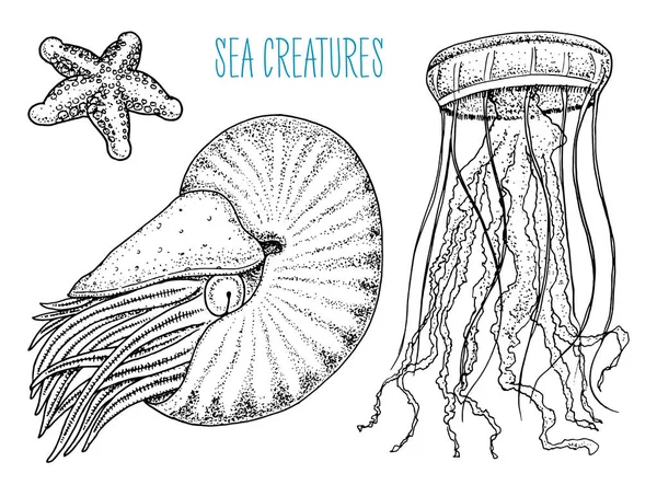 Morze stworzenie nautilus pompilius, meduzy i rozgwiazdy. skorupiaków lub muszla lub clam. grawerowane ręcznie rysowane w stary szkic, Styl vintage. morskie i morskie, potwora lub spożywczych. zwierzęta w Oceanie. — Wektor stockowy