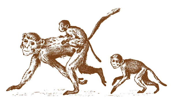 Macacos ou animais selvagens humanóides. família na natureza. mão gravada desenhada em esboço velho, estilo vintage . —  Vetores de Stock