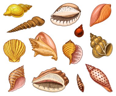deniz kabuklarını veya yumuşakçalar çeşitleri. deniz yaratığı. oyulmuş elle eski kroki, vintage tarzı çizilmiş. Deniz veya deniz, canavar ya da yiyecek. okyanus hayvanlarda.