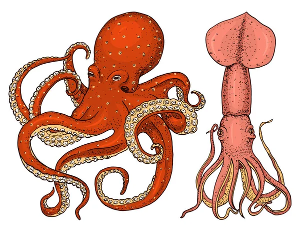 Polvo e lula da criatura marinha. calamari mão gravada desenhada em esboço antigo, estilo vintage. náutico ou marinho, monstro ou comida. animais no oceano. modelo para logotipos, rótulos e emblemas . — Vetor de Stock