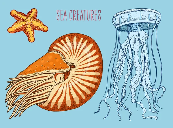 海の生き物オウムガイ、クラゲとヒトデ。魚介類や軟体動物貝。刻まれた手の古いスケッチ、ビンテージ スタイルで描画されます。海事または海洋、モンスターや食べ物。海の動物. — ストックベクタ