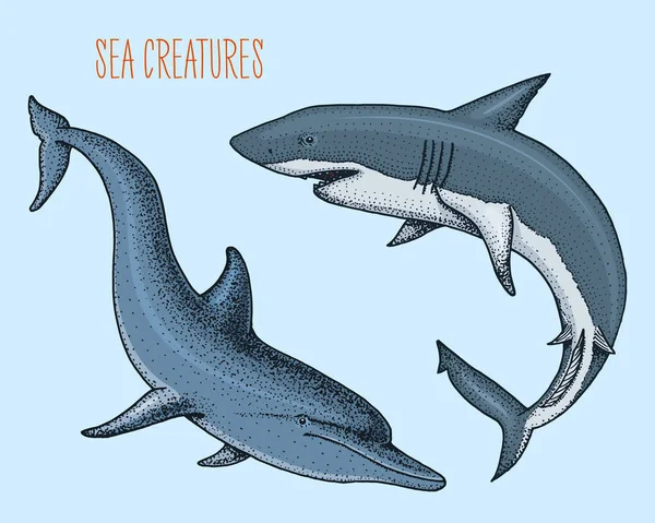 Criatura marina delfín y tiburón blanco. mano grabada dibujada en boceto viejo, estilo vintage. náutico o marino, monstruo o pez. animales en el océano . — Archivo Imágenes Vectoriales