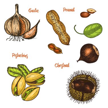 Otlar, baharat ve baharat. Antep fıstığı ve sarımsak, fıstık ve kestane, tohum için belgili tanımlık yemek listesi. Organik bitki veya vejetaryen sebze. oyulmuş elle çizilmiş eski kroki, vintage tarzı.