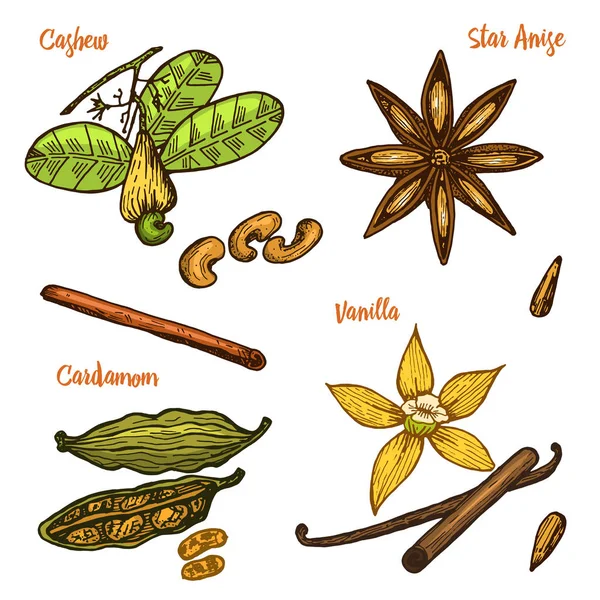 Herbs, condiments and spices. Vanilla and cinnamon, cashew and cardamom, seeds and star anise for the menu. Organic plants or vegetarian vegetables. engraved hand drawn in old sketch, vintage style. — Stock Vector