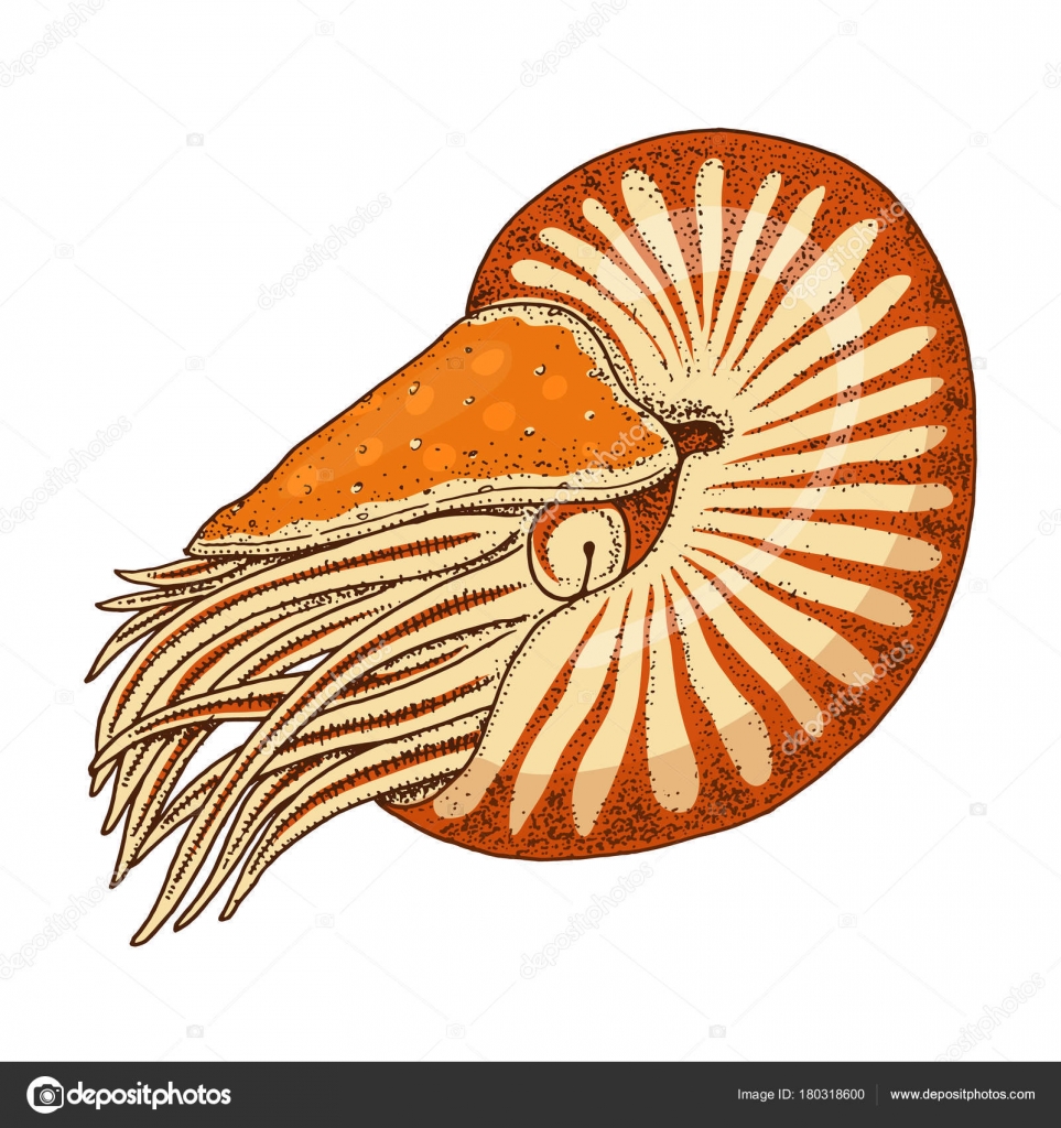 바다 생물 노틸러스 호 pompilius 조개 또는 조개 연체 동물입니다. 오래 된 스케치, 빈티지 스타일에 새겨진된 핸드. 항해 또는  해양, 괴물 또는 음식. 바다 동물. 스톡 벡터 - ©ArthurBalitskiy 180318600, image size:963x1024