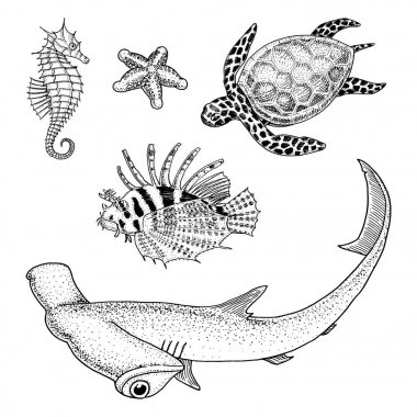 deniz yaratığı veya balıklar cheloniidae veya Yeşil Kaplumbağa ve deniz atı. Kırmızı lionfish ve büyük çekiç köpekbalığı. oyulmuş elle eski kroki, vintage tarzı çizilmiş. Deniz veya deniz. okyanus hayvanlarda.