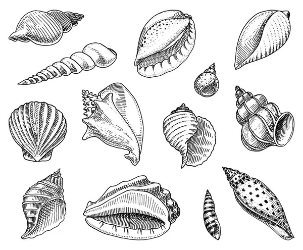 Muszle zestaw lub mollusca różne formy. morskie stworzenie. grawerowane ręcznie rysowane w stary szkic, Styl vintage. morskie i morskie, potwora lub spożywczych. zwierzęta w Oceanie. — Wektor stockowy