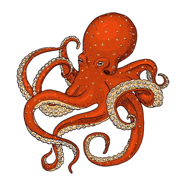 Moře tvor chobotnice. gravírované ručně kreslenou ve staré skica, vintage styl. námořních nebo mořské, příšeru nebo potraviny. zvířata v oceánu. Šablona pro loga, emblémy a štítky. — Stockový vektor