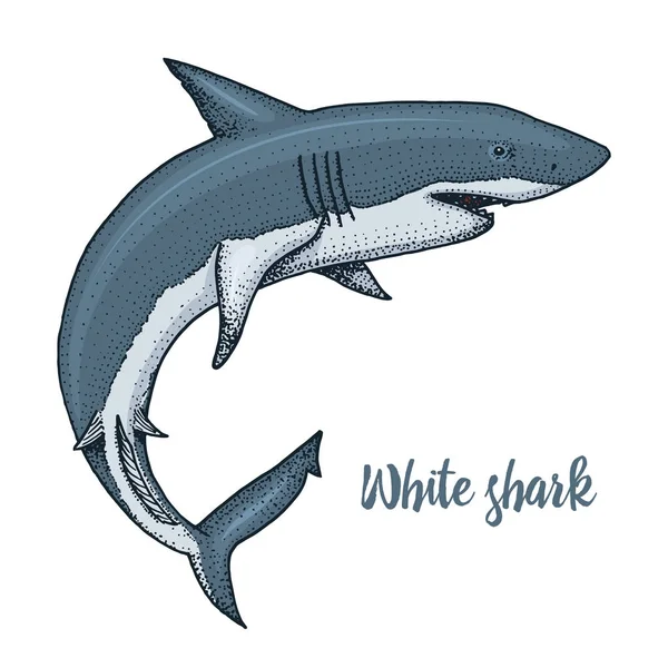 Squalo bianco creatura marina. inciso a mano disegnato in vecchio schizzo, in stile vintage. nautica o marina, mostro o pesce. animali nell'oceano . — Vettoriale Stock