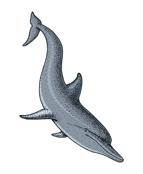 Delfino creatura marina. inciso a mano disegnato in vecchio schizzo, in stile vintage. nautica o marina, mostro o pesce. animali nell'oceano . — Vettoriale Stock