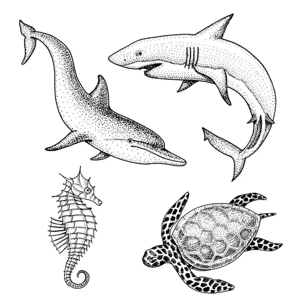 Lumba-lumba dan hiu putih, cheloniidae atau penyu hijau dan kuda laut. terukir tangan digambar dalam sketsa lama, gaya kuno. laut atau laut, monster atau ikan. hewan di laut . - Stok Vektor