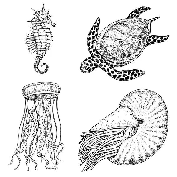 Deniz yaratık cheloniidae veya Yeşil Kaplumbağa ve deniz atı. Nautilus pompilius, denizanası ve deniz yıldızı veya yumuşakça. oyulmuş elle eski kroki, vintage tarzı çizilmiş. Deniz veya deniz. okyanus hayvanlarda