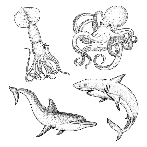 Criatura marinha ou peixes golfinho e tubarão branco. polvo e lula, lula. mão gravada desenhada em esboço antigo, estilo vintage. náutico ou marinho. animais no oceano . — Vetor de Stock