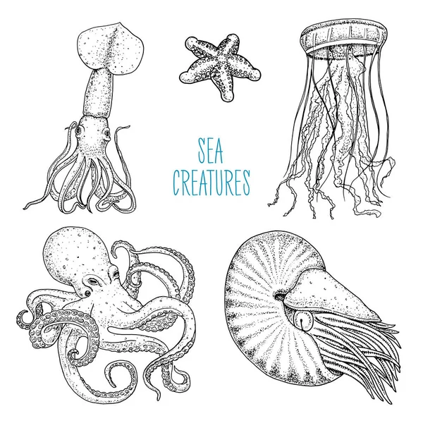 Fishes or seafood or sea creature nautilus pompilius, jellyfish and starfish. octopus and squid, calamari. engraved hand drawn in old sketch, vintage style. nautical or marine. animals in the ocean. — Stock Vector