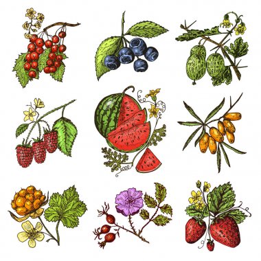 Çilek ayarlayın. Ahududu, yaban mersini, deniz topalak, kırmızı kuş üzümü, çilek, bektaşi üzümü, karpuz, cloudberry, köpek gül, böğürtlen, ahududu. oyulmuş elle çizilmiş eski kroki, vintage tarzı.