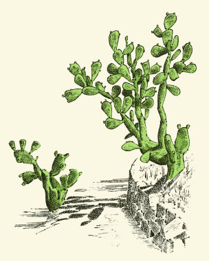 Kaktüs inciri. bitkiler elle eski kroki, vintage tarzı çizilmiş kazınmış. Meksika opuntia, flora ve fauna. Botanik Bahçesi.