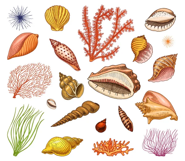 Conjunto de conchas marinas o moluscos diferentes formas. criatura marina. mano grabada dibujada en boceto viejo, estilo vintage. náutico o marino, monstruo o alimento. animales en el océano . — Vector de stock