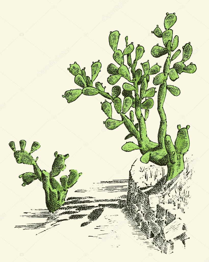 Prickly Pear Cactus. plants engraved hand drawn in old sketch, vintage style. mexican opuntia, flora and fauna. botanical garden.