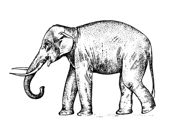 Индийский слон. дикое животное в теплой стране. гравированный ручной рисунок, реалистичный в старинном стиле . — стоковый вектор