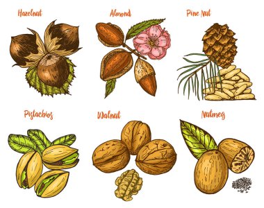 Otlar, baharat ve baharat. badem ve ceviz, çam fıstığı ve fındık, tohum menü için. Organik bitki veya vejetaryen sebze. oyulmuş elle çizilmiş eski kroki, vintage tarzı.