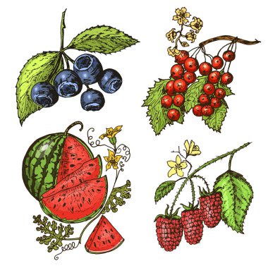 Çilek ayarlayın. Ahududu, yaban mersini, deniz topalak, kırmızı kuş üzümü, çilek, bektaşi üzümü, karpuz, cloudberry, köpek gül, böğürtlen, ahududu. oyulmuş elle çizilmiş eski kroki, vintage tarzı.