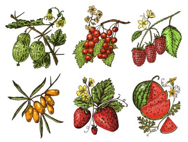 Çilek ayarlayın. Ahududu, yaban mersini, deniz topalak, kırmızı kuş üzümü, çilek, bektaşi üzümü, karpuz, cloudberry, köpek gül, böğürtlen, ahududu. oyulmuş elle çizilmiş eski kroki, vintage tarzı.