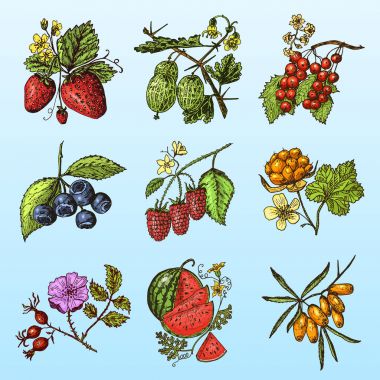 Çilek ayarlayın. Ahududu, yaban mersini, deniz topalak, kırmızı kuş üzümü, çilek, bektaşi üzümü, karpuz, cloudberry, köpek gül, böğürtlen, ahududu. oyulmuş elle çizilmiş eski kroki, vintage tarzı.