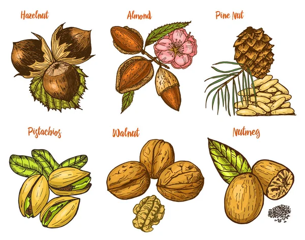 Otlar, baharat ve baharat. badem ve ceviz, çam fıstığı ve fındık, tohum menü için. Organik bitki veya vejetaryen sebze. oyulmuş elle çizilmiş eski kroki, vintage tarzı.