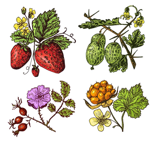 设置浆果。覆盆子, 蓝莓, 沙棘, 红醋栗, 草莓, 猕猴桃, 西瓜, 莓, 狗玫瑰, 蓝莓, 覆盆子。手绘旧素描, 复古风格. — 图库矢量图片
