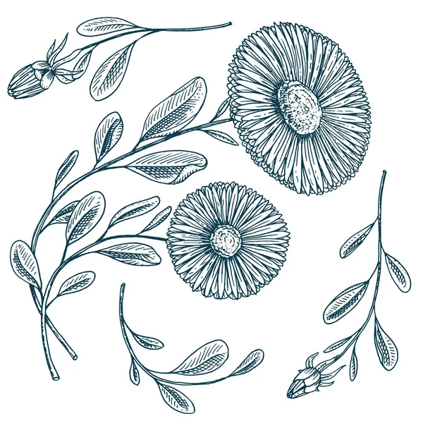 Roue médicinale aux herbes camomille ou marguerite avec feuilles et bourgeons. Fleurs de mariage dans le jardin ou plante de printemps. design pour paquet thé ou cosmétique bio, carte. gravé à la main dessiné dans un vieux croquis . — Image vectorielle