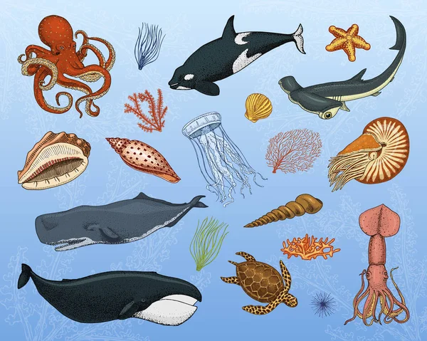 魚セットまたは海の生き物シロナガスクジラ。、クラゲとヒトデ。タコ、イカ、イカ、シュモクザメ。緑亀とタツノオトシゴ。刻まれた手の古いビンテージ スケッチの描き. — ストックベクタ