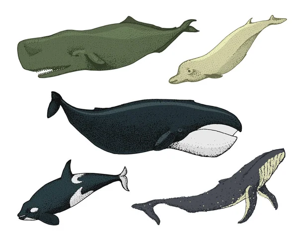 Mavi balinalar. Deniz canlıları. Finback ve kambur, Grönland, katil ve sperm, Kuzey şişe burunlu. Deniz ve hayvanlar. oyulmuş elle çizilmiş eski kroki ve vintage tarzı. — Stok Vektör