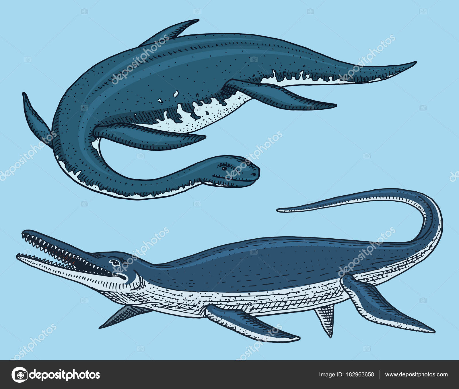 Hvor stor er den største mosasaur-skallen du har sett? Kanskje rundt 47  tommer eller enda større? : r/Paleontology, image size:1600x1358