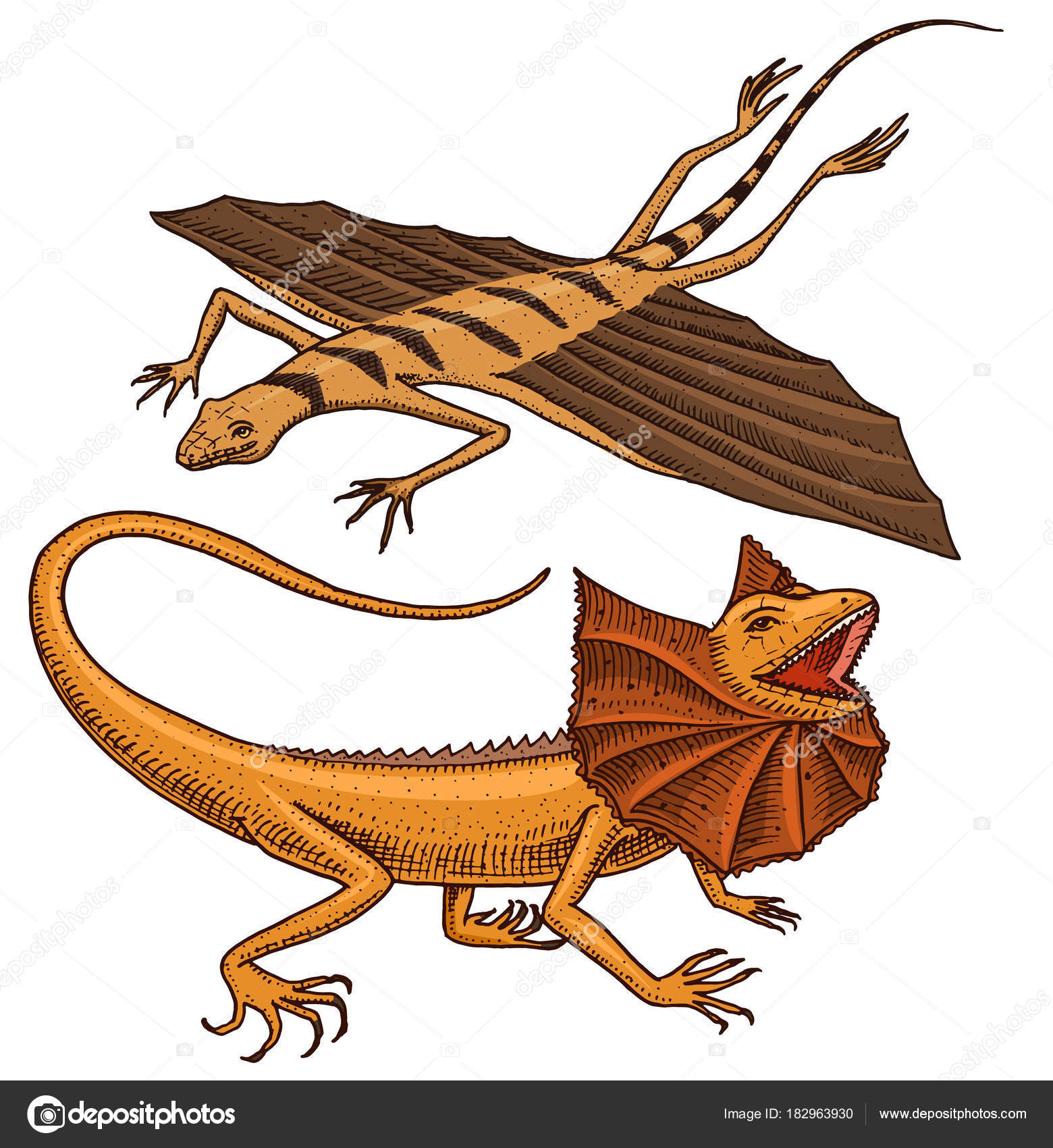 Frilled-necked lizard, flying dragon or agama in Australia. wild animals in  nature. vector illustration for book or pet store, zoo. engraved hand  drawn. Stock Vector by ©ArthurBalitskiy 182963930, image size:1560x1700