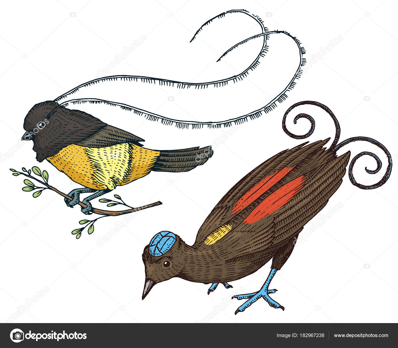 Petit Oiseau De Paradis En Indonésie Et En Australie Wilson