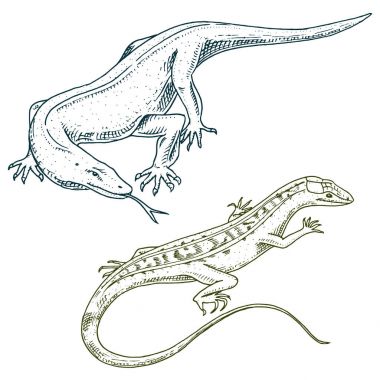 Komodo dragon monitör, Amerikan kum kertenkele, egzotik sürüngenler veya Avrupa'nın yılan. doğada vahşi hayvanlar kertenkele. vektör çizim kitap ya da evde beslenen hayvan stok, Hayvanat Bahçesi için. oyulmuş elle çizilmiş.