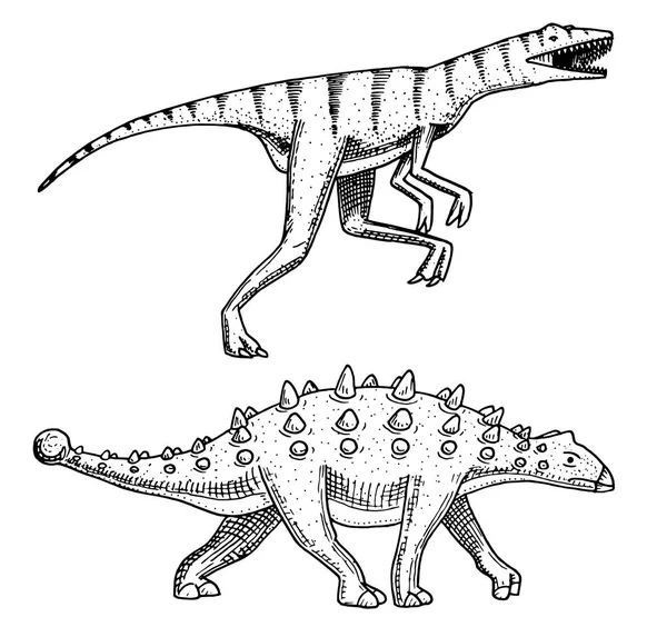 Dinosaurio Ankylosaurus, Talarurus, Velociraptor, Euoplocephalus, Saltasaurus, esqueletos, fósiles. Reptiles prehistóricos, Animal grabado Vector dibujado a mano . — Vector de stock