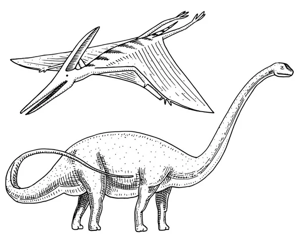 Динозавр Brachiosaurus або sauropod, Plateosaurus, диплодок, апатозавр, Pterosaur, скелети, скам'янілості, крилатий ящірка. Американський доісторичних рептилій, юрських тварина вигравірувані боку звернено вектор. — стоковий вектор