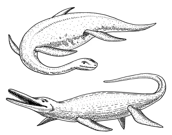 Dinosauri Elasmosaurus, Mosasaurus, scheletri, fossili, lucertola alata. Rettili preistorici americani, Giurassico animale inciso vettore disegnato a mano . — Vettoriale Stock