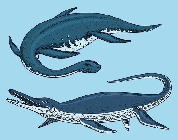 Elasmosaurus, Mosasaurus, 공룡 골격, 화석, 날개 도마뱀. 미국 선사 시대 파충류, 쥬 라 기 동물 새겨진 손으로 그린된 벡터. — 스톡 벡터