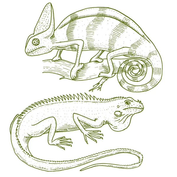 Хамелеон Ящерица, американская зеленая игуана, рептилии или змеи. травоядные виды. векторная иллюстрация для книжного или зоомагазина, зоопарка. выгравированная рука, нарисованная на старом эскизе . — стоковый вектор