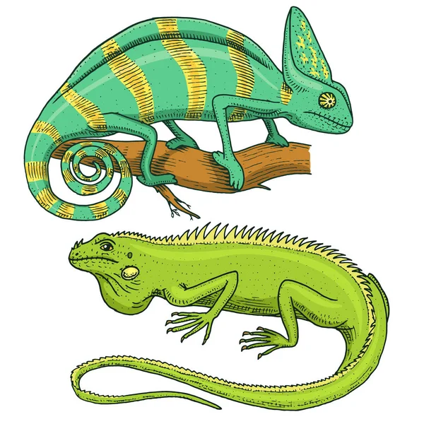 Chameleon ještěrka, americký Leguán zelený, plazi nebo hadi. býložravé druhy. vektorové ilustrace pro knihu nebo zverimexu, zoo. gravírované ručně kreslenou ve staré skica. — Stockový vektor