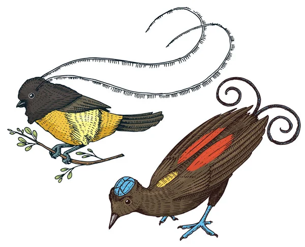 Küçük cennet kuşları Endonezya ve Avustralya. Wilson s ve Saksonya Yeni Gine'deki kralı. Egzotik tropik hayvan simgeler. Düğün, parti için kullanın. oyulmuş elle çizilmiş eski kroki. — Stok Vektör