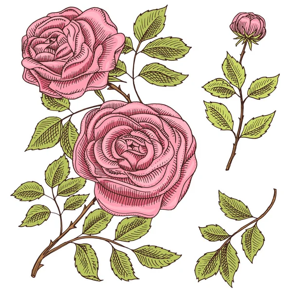 Gül yaprakları ve tomurcukları ile. Düğün Bahçe veya bahar bitki botanik çiçek. süs veya dekor. kart veya çiçek dükkanı için tasarım. Vektör çizim. oyulmuş elle çizilmiş eski Victoria kroki — Stok Vektör