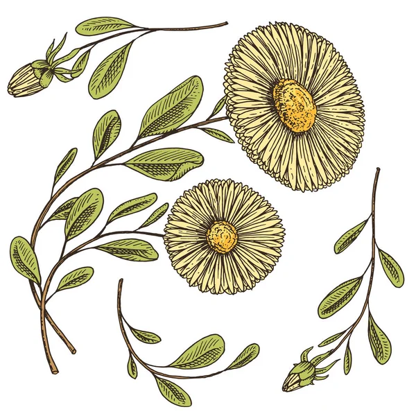 Herb läkemedel kamomill eller daisy wheel med blad och knoppar. Bröllop blommor i trädgården eller våren växten. design för paketet te eller organisk kosmetika, kort. graverade handritad i gamla skiss. — Stock vektor