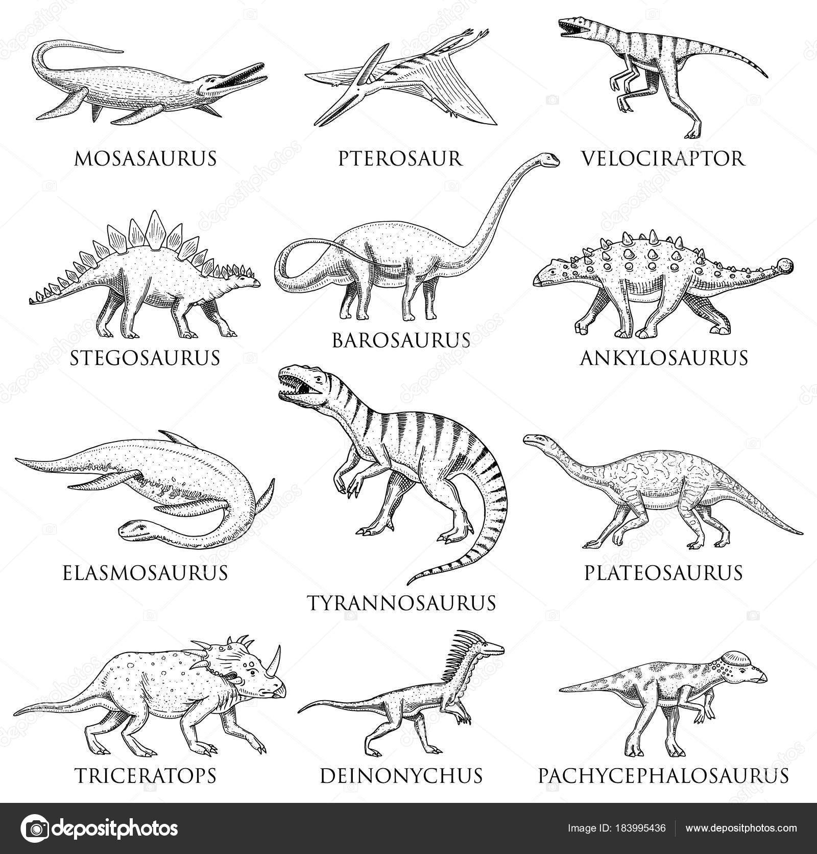 Dinosaurs set, Tyrannosaurus rex, Triceratops, Barosaurus, Diplodocus ...