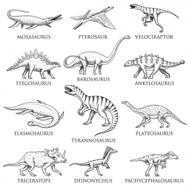 Dinozorlar ayarla, Tyrannosaurus rex, Triceratops, Barosaurus, Diplodocus, Velociraptor, Triceratops, Stegosaurus, iskeletler, fosiller. Prehistorik sürüngenler, hayvan el çizilmiş vektör.