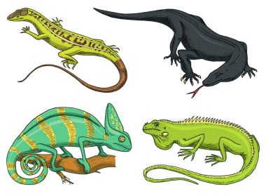 Bukalemun kertenkele, Amerikan yeşil iguana, sürüngenler veya yılan veya Komodo dragon monitör. otçul türler. vektör çizim kitap ya da evde beslenen hayvan stok, Hayvanat Bahçesi için. oyulmuş elle çizilmiş eski kroki.